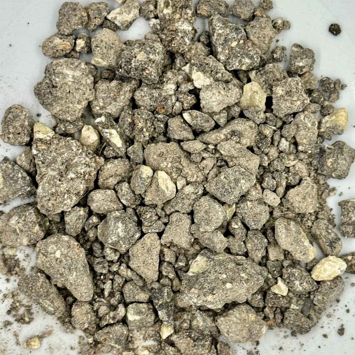 Benjui sumatra